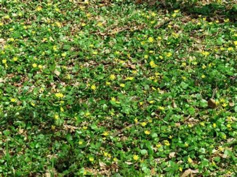 celine plant|celandine control plant.